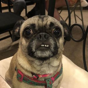 Meet your Posher, Roberta